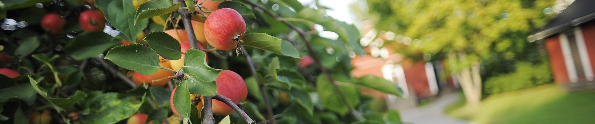 Omenapuu
